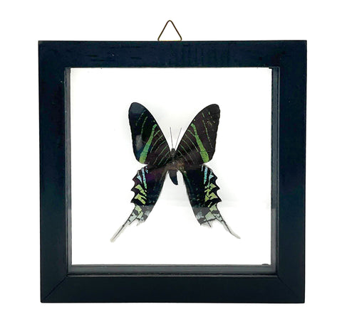 Framed Single Real Insect Shadowbox: South American Day Moth, Urania Leilus