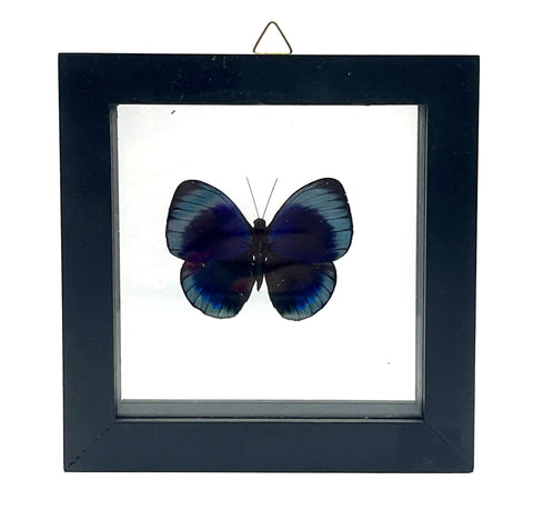 Framed Single Real Butterfly Shadowbox: Leprieur's Glory. Insect Wall Art - Asterope Leprieuri