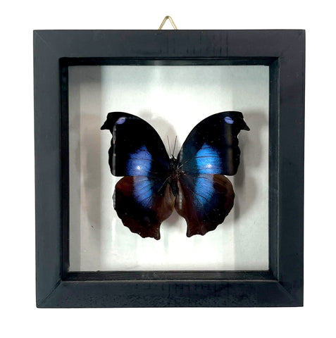 A preserved butterfly taxidermy specimen mounted inside a black shadow box frame with a clear top and gold hanging loop, shown against a plain white background.