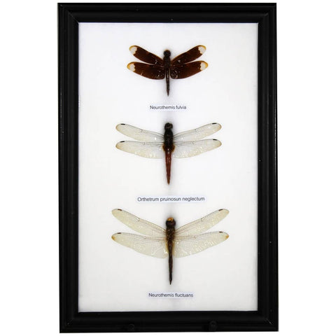 Real Dragonfly Specimen, Triple Insect Framed Insect Wall Art