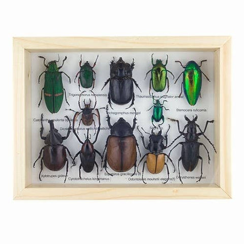 Framed display of various beetles on a white background
