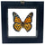 Real Mounted Butterfly: Single Monarch Butterfly, 3D Floating Frame. Danaus Plexippus