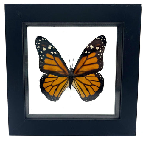 Real Mounted Butterfly: Single Monarch Butterfly, 3D Floating Frame. Danaus Pleippus