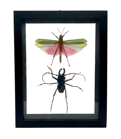 Real Double Insect Specimen Mount: Framed Longhorn Beetle & Red-Toothed Lubber Grasshopper