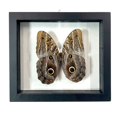Framed Single Real Insect Mount: Giant Owl Butterfly - Caligo Illioneus