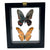 Framed Double Real Butterfly: Heraclides Hyppassion & Anartia Amathea
