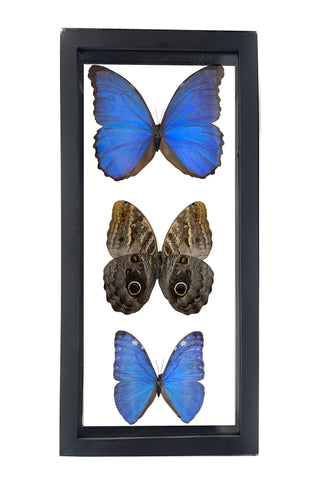 Large Framed Real Triple Butterfly Mount: Morpho Didius, Caligo Illoneus, Morpho Marcus