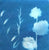 Sunprint Kit - DIY Cyanotype Printing Paper and Instructions