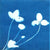 Sunprint Kit - DIY Cyanotype Printing Paper and Instructions
