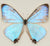 Real "Pearl Morpho" Mounted Butterfly: Morpho Sulkowski. Single Butterfly, 3D Floating Frame