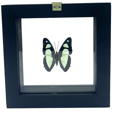 Real Mounted Butterfly: Single White Butterfly, 3D Floating Frame. Pyrrhogyra Edocia