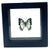 Real Mounted Butterfly: Single White Butterfly, 3D Floating Frame. Pyrrhogyra Edocia
