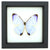 Real "Pearl Morpho" Mounted Butterfly: Morpho Sulkowski. Single Butterfly, 3D Floating Frame