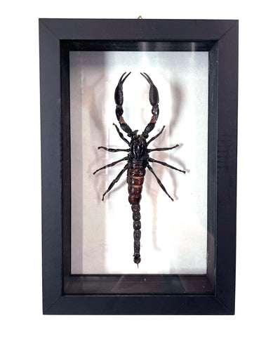 Real Insect Specimen Mount: Single Large Asian Blue Forest Scorpion in Black Frame, Javanimetrus Cyaneus