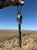Turquoise & Copper Electroformed Cholla Cactus Bolo Tie - large top stone and dangle tips