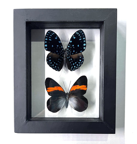 Framed Double Real Butterfly Mount: Pereute Callinira, Hamadryas Laodamia