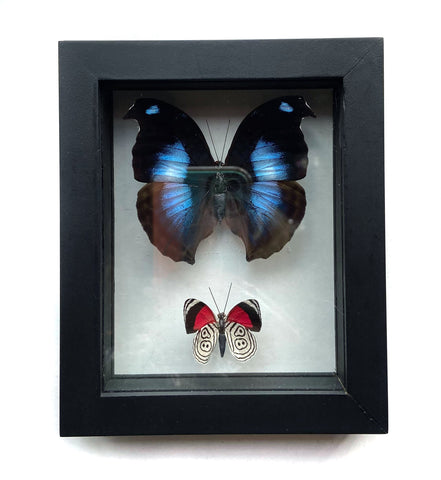 Framed Double Butterfly: Great Blue Hookwing (Napeocles Jucunda), Eluina Eighty-Eight (Diaethria Eluina)