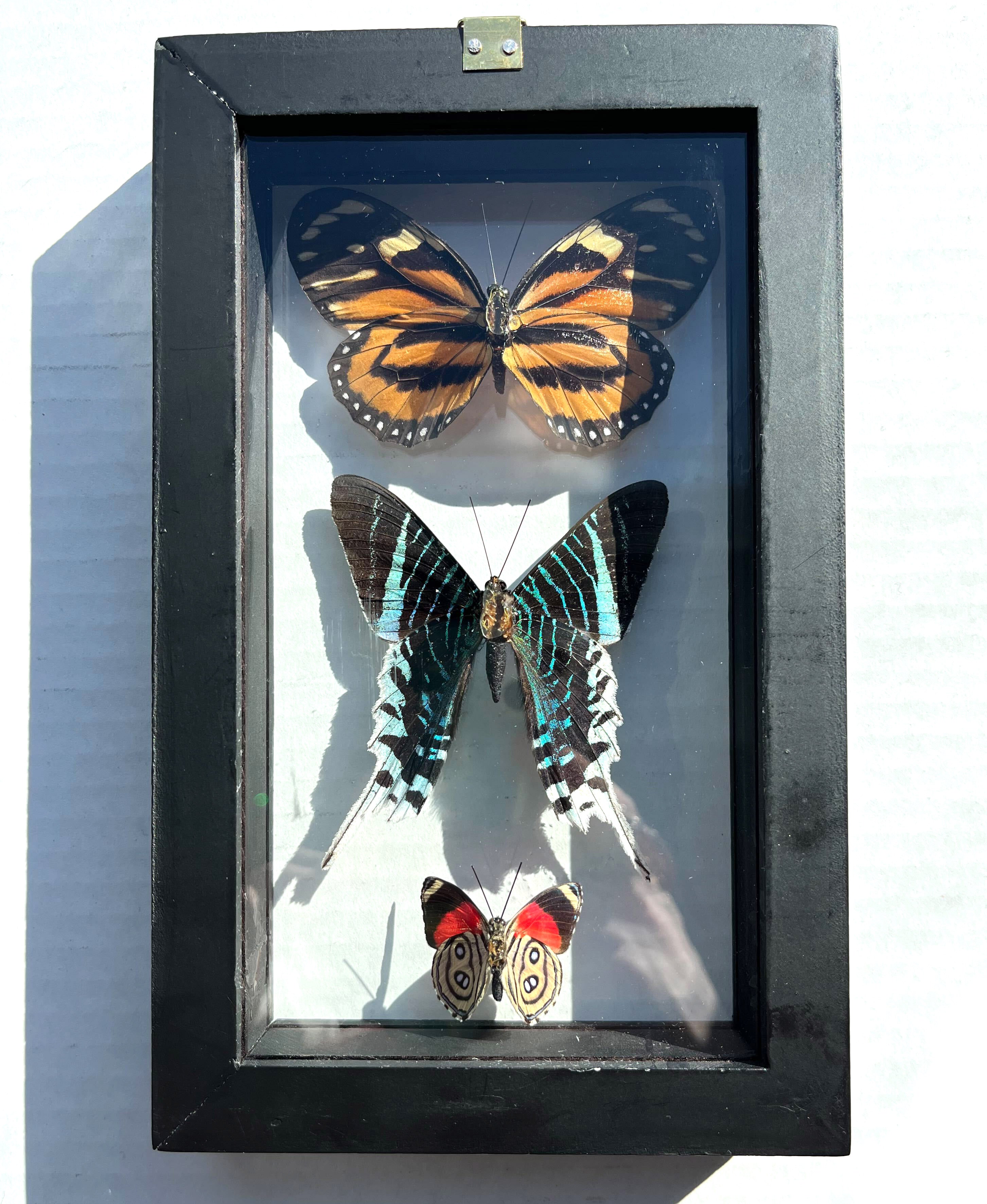 Real Mounted Butterfly: Single Monarch Butterfly, 3D Floating Frame ...