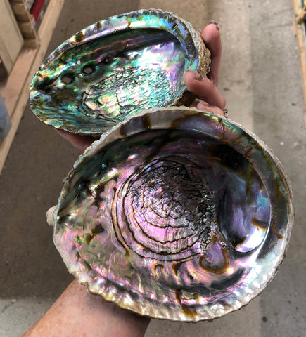 Abalone Smudge Dish, 5"-8" Natural Shell Smudging Bowl
