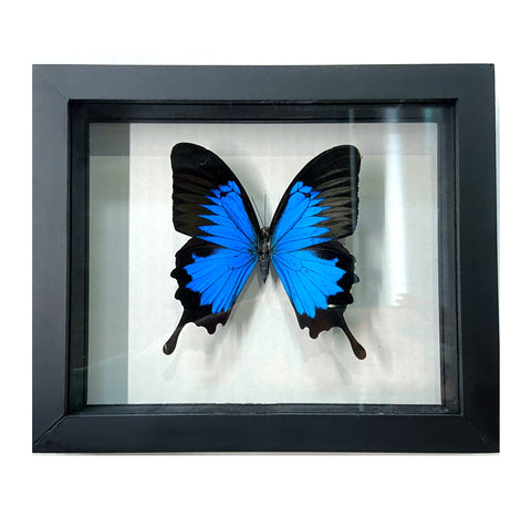 Real Mounted Butterfly: Single Blue Swallowtail Butterfly, 3D Floating Frame. Papilionidae