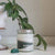 Cypress Grove Soy Wax Candle, by Cellar Door Bath Supply Co