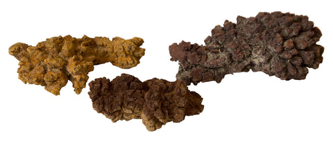 Coprolite: Fossilized Prehistoric Poop, Well Done Goods