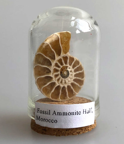 Ammonite Fossil Half, Tiny Glass Dome