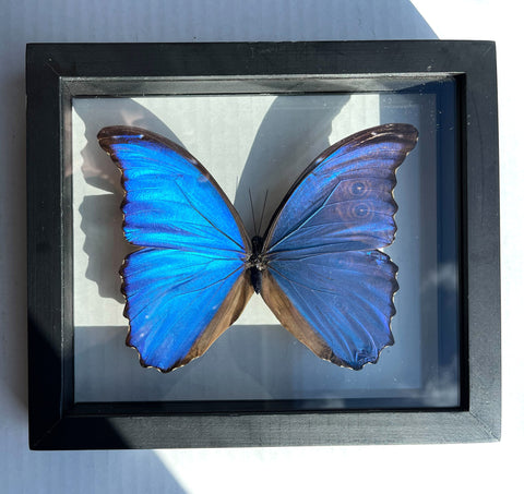 Real Giant Morpho Mounted Butterfly: Single Blue Butterfly, 3D Floating Frame. Morpho didius