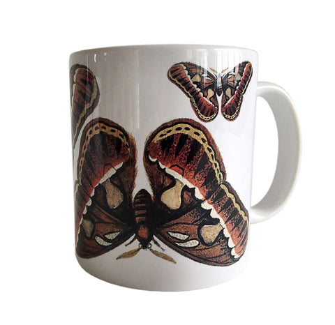 Albertus Seba Moth Print Mug, Natural History Coffee Cup. Well Done Goods