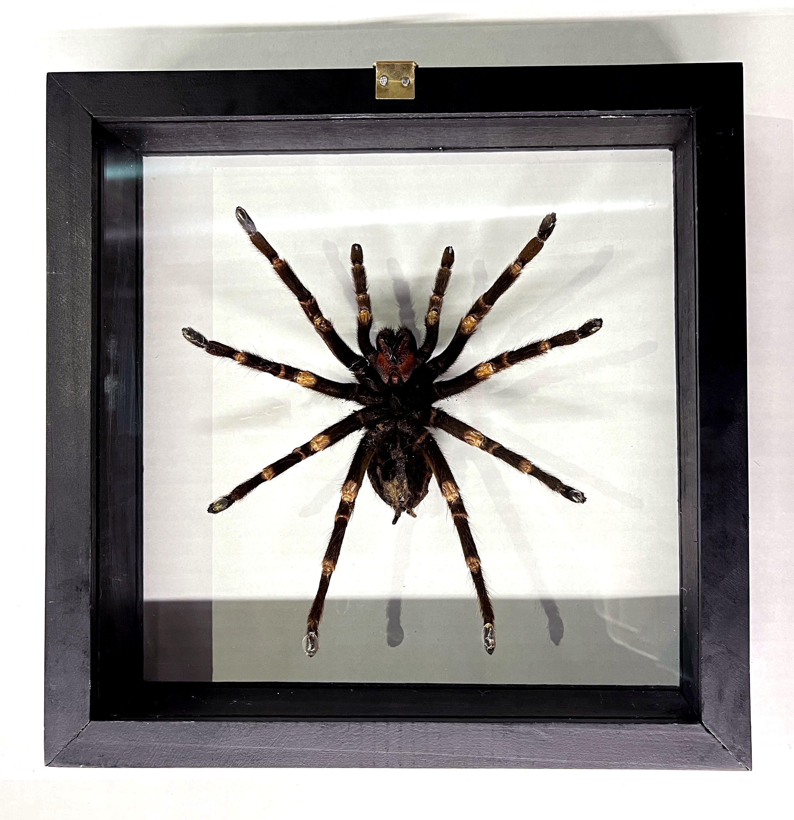 Tarantula Real Orange Tarantula Spider