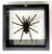 Real Peruvian Orange Striped Tarantula Specimen Mount: Single Large Spider in Black Frame: Lasiodorides Striatus