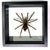 Real Peruvian Orange Striped Tarantula Specimen Mount: Single Large Spider in Black Frame: Lasiodorides Striatus