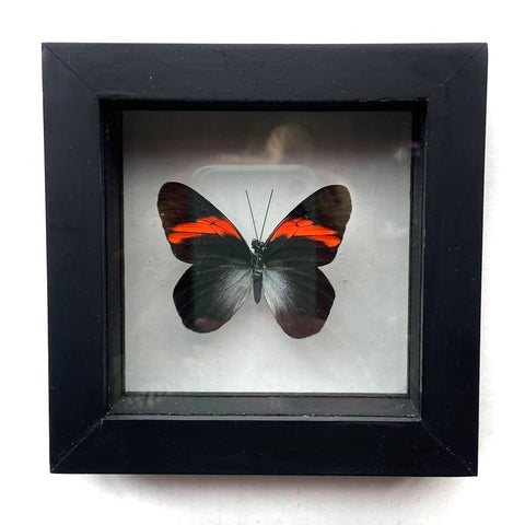 Real Mounted Butterfly: Single Red & Black Butterfly, 3D Floating Frame. Pereute Callinira
