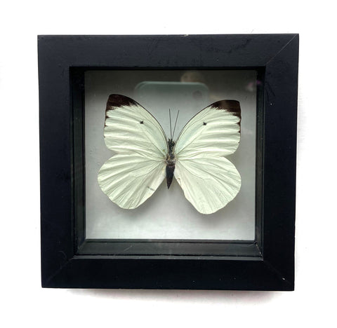 Real Mounted Butterfly: Single White Butterfly, 3D Floating Frame. Ganyra Phaloe