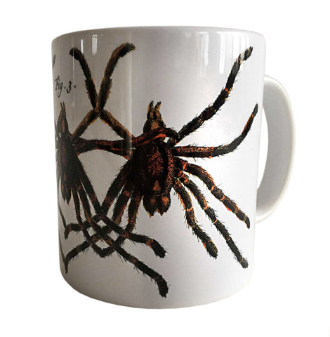 Albertus Seba Tarantula Print Mug, Natural History Coffee Cup. Well Done Goods